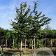 Carpinus betulus 16-18 HO draadkluit