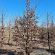 Carpinus betulus 20-25 HO draadkluit geveerd