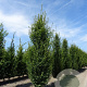 Carpinus bet. 'Fastigiata' 40-45 HO draadkluit geveerd