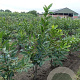 Castanea sativa 125-150 cm met kluit meerstammig