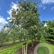 Celtis australis 600-700 cm draadkluit meerstammig