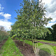 Celtis australis 600-700 cm draadkluit meerstammig