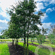 Celtis australis 600-700 cm draadkluit meerstammig