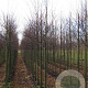 Cercidiphyllum japonicum 12-14 HO draadkluit