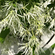 Chionanthus virginicus 125-150 cm met kluit meerstammig