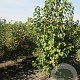Corylus colurna 6-8 HO draadkluit