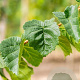 Corylus colurna 10-12 HO draadkluit
