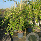 Cotoneaster lacteus 80-100 cm 10L