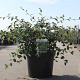 Cotoneaster lacteus 80-100 cm 10L