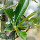 Crataegus lavalleei 'Carrierei' 10-12 HO draadkluit