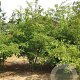 Crataegus media 'Paul's Scarlet' 400-450 cm draadkluit meerstammig