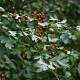 Crataegus monogyna 250-300 cm draadkluit meerstammig