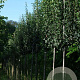 Crataegus monogyna 'Stricta' 10-12 HO draadkluit