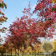 Euonymus ham. 'Indian Summer' 10-12 HO draadkluit
