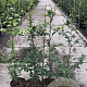 Fagus sylvatica 80-100 cm 5,0L