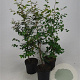 Fagus sylvatica 100-125 cm 5,0L