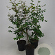Fagus sylvatica 100-125 cm 5,0L
