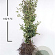 Fagus sylvatica 150-175 cm wortelgoed