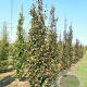 Fagus syl. 'Rohan Obelisk' 25-30 HO draadkluit geveerd