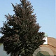 Fagus syl. 'Swat Magret' 175-200 cm 15L