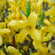 Forsythia japonica saxatilis 60-80 cm 15L