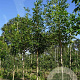 Fraxinus americana 10-12 HO draadkluit