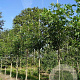 Fraxinus americana 10-12 HO draadkluit
