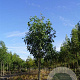 Fraxinus pen. 'Zundert' 14-16 HO draadkluit