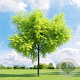 Gleditsia triacanthos 600-700 cm draadkluit meerstammig