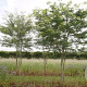 Gleditsia triacanthos inermis 16-18 HO draadkluit