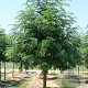 Gleditsia triac. 'Shademaster' 10-12 HO draadkluit
