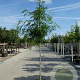 Gleditsia triac. 'Skyline' 16-18 HO draadkluit