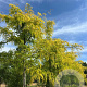 Gleditsia triac. 'Sunburst' 14-16 HO draadkluit