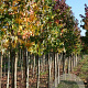 Liquidambar styraciflua 14-16 HO draadkluit