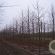 Liquidambar s. 'Worplesdon' 18-20 HO draadkluit