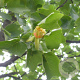 Liriodendron tulipifera 10-12 HO draadkluit