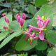 Lonicera tatarica 80-100 cm 10L