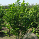 Magnolia kobus 250-300 cm draadkluit meerstammig