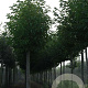 Magnolia kobus 14-16 HO draadkluit
