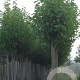 Magnolia kobus 16-18 HO draadkluit