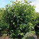Magnolia kobus 300-350 cm draadkluit meerstammig