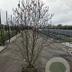 Magnolia loebneri 'Leonard Messel' 125-150 cm met kluit meerstammig