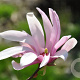Magnolia 'Ricki' 350-400 cm draadkluit meerstammig