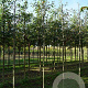 Malus 'Almey' 10-12 HO draadkluit