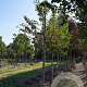 Malus baccata 'Akso' 10-12 HO draadkluit