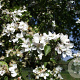 Malus 'Butterball' 350-400 cm draadkluit meerstammig