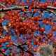 Malus 'Donald Wyman' 10-12 HO draadkluit
