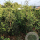Ilex aquifolium 175-200 cm met kluit