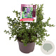 Ceanothus griseus 'Yankee Point' 40-45 cm 7,5L