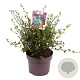 Ceanothus impressus 'Victoria' 40 cm 5,0L